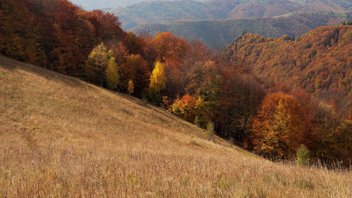 a grassy hill with trees on it